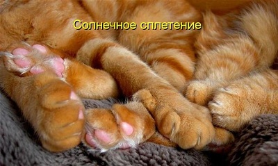 кот41.jpg