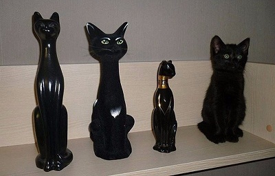 кот47.jpg