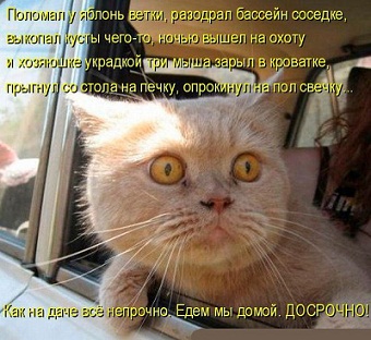 кот48.jpg кот48.jpg