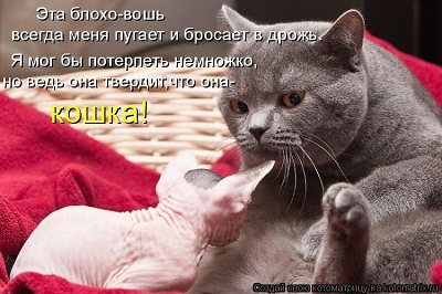 кот49.jpg