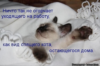 кот50.jpg