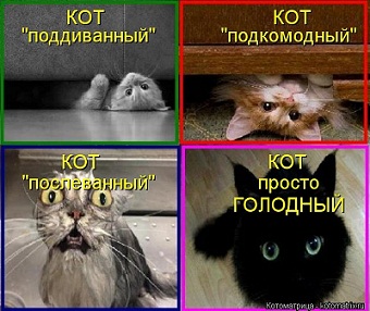 кот51.jpg