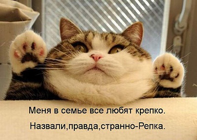 кот52.jpg