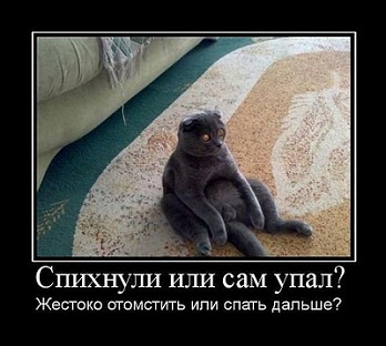 кот53.jpg