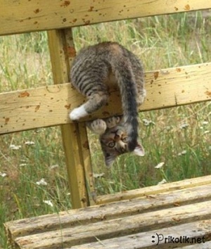 кот55.jpg