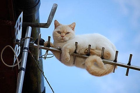 кот56.jpg
