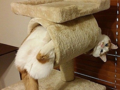 кот58.jpg