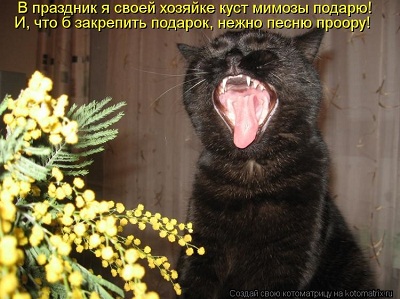 кот61.jpg
