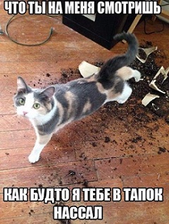 кот63.jpg