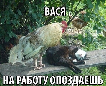 кот64.jpg