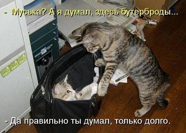 кот65.jpg