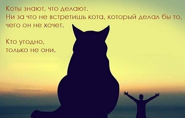 кот66.jpg