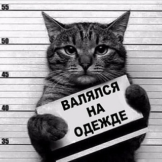 кот75.jpg