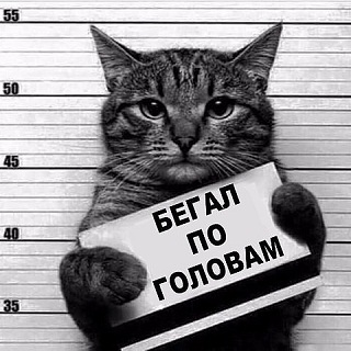 кот77.jpg