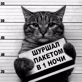 кот79.jpg
