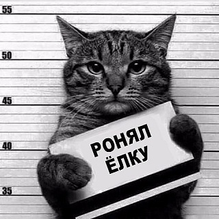 кот80.jpg