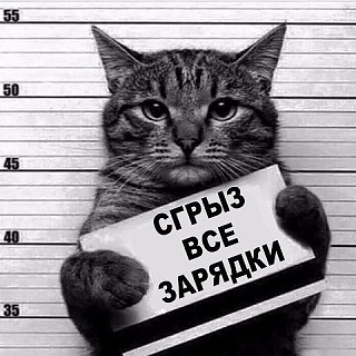 кот81.jpg