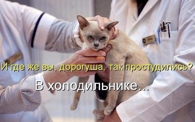 кот87.jpg