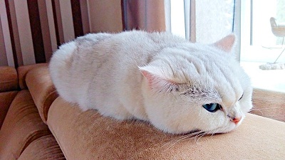кот98.jpg