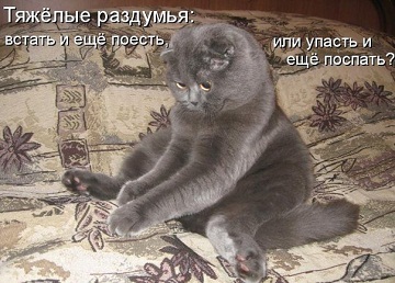 кот99.jpg
