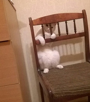 кот100.jpg