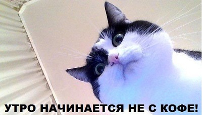 кот101.jpg