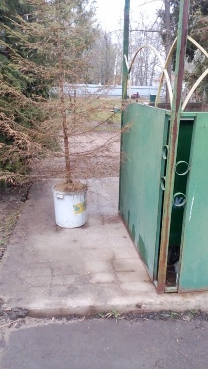 Елка (Копировать).jpg