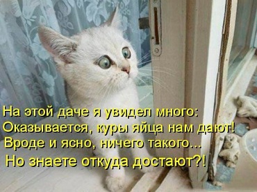 кот103.jpg