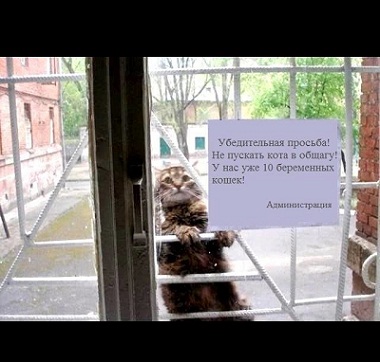 кот105.jpg