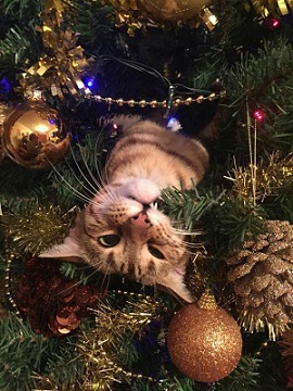 к82.jpg к82.jpg