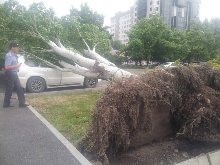 Шквальный ветер в Бишкеке 29.05.2017 , дерево рухнуло на Лексус IMG_6157[1].jpg