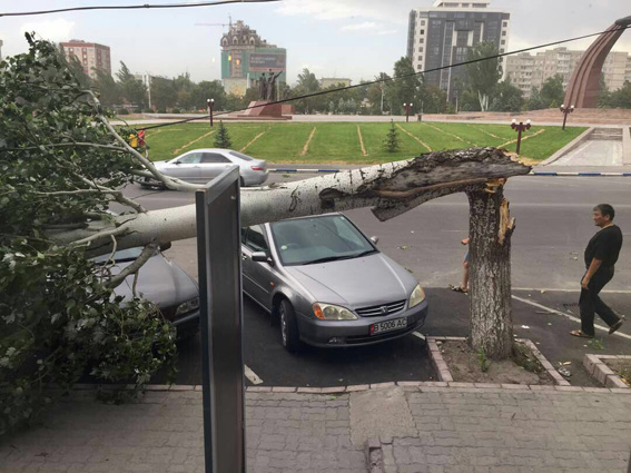 Пыльная буря упал тополь возле ЦУМа на машину 1 IMG_6797[1].jpg