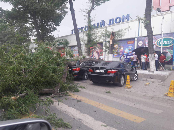 Пыльная буря упала акация на машину , Льва-Толстого 1 IMG_6796[1].jpg