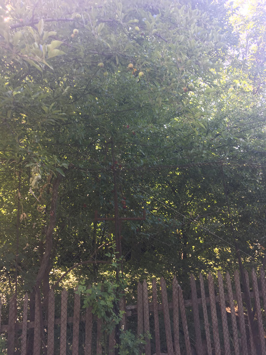 яблоки по улице IMG_7195[1].jpg