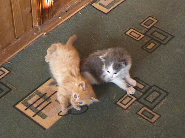 DSC00599.JPG DSC00599.JPG