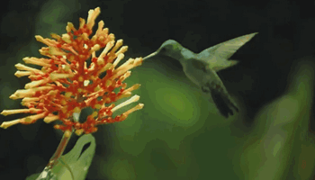 The beauty of pollination.gif