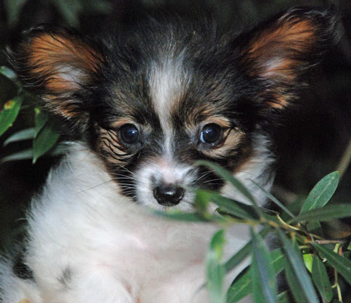 щенок папийона, папильона, кобель / DSC_1014.JPG DSC_1014.JPG