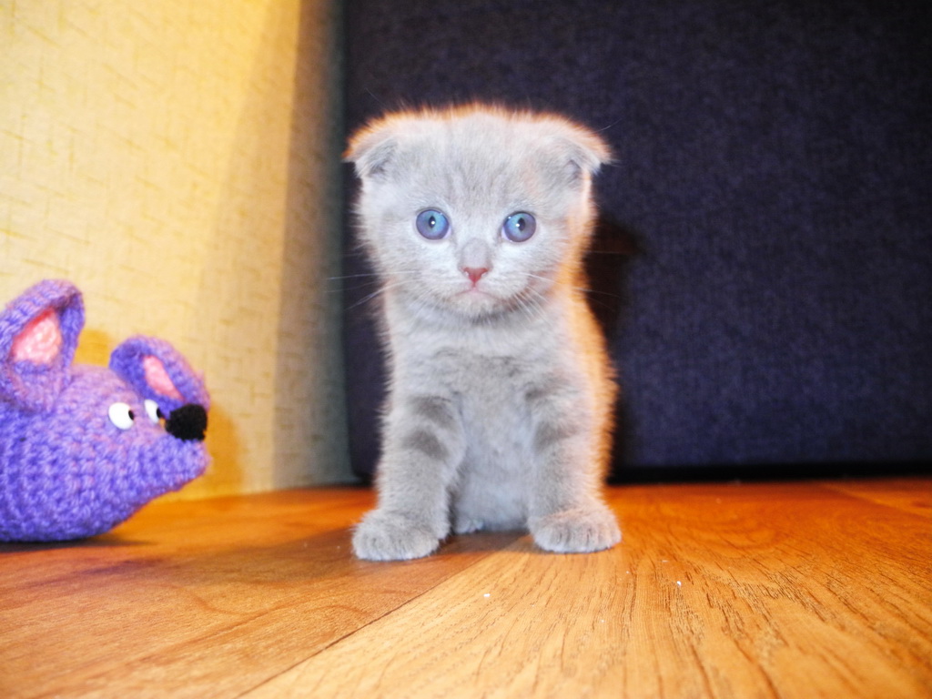 DSCN1038.JPG DSCN1038.JPG