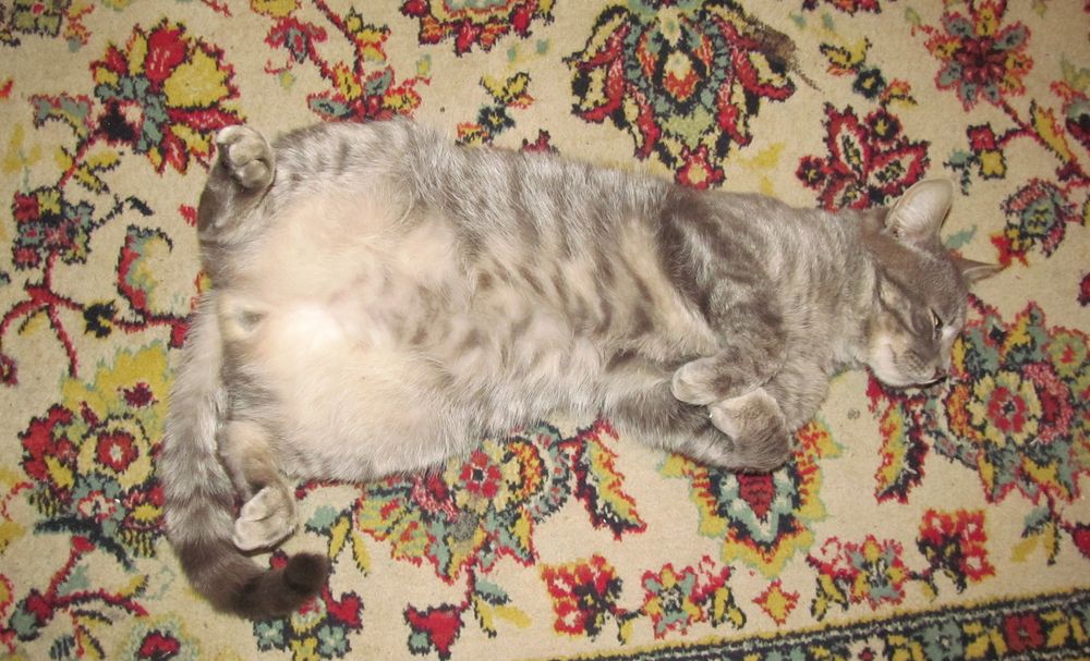 Кот.JPG