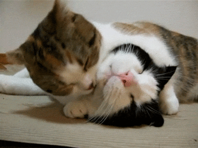 lyubov_kotov.gif