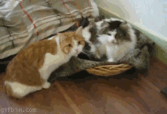 Milota_3.gif