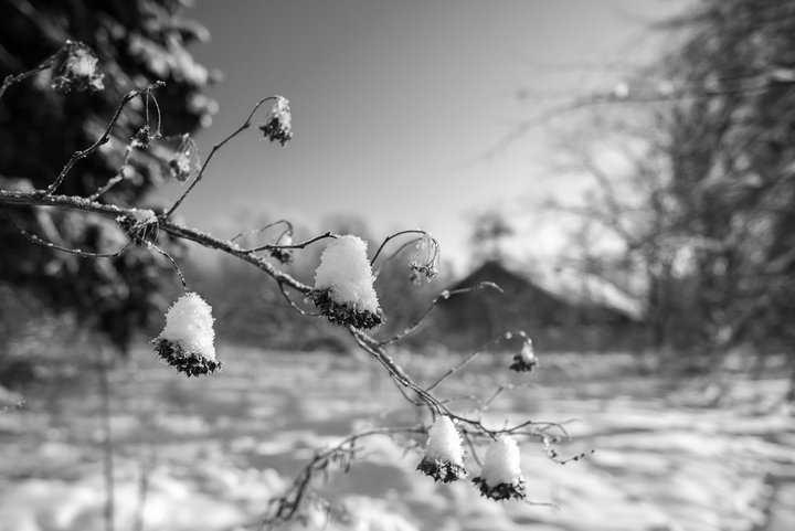 _DSC0876.jpg