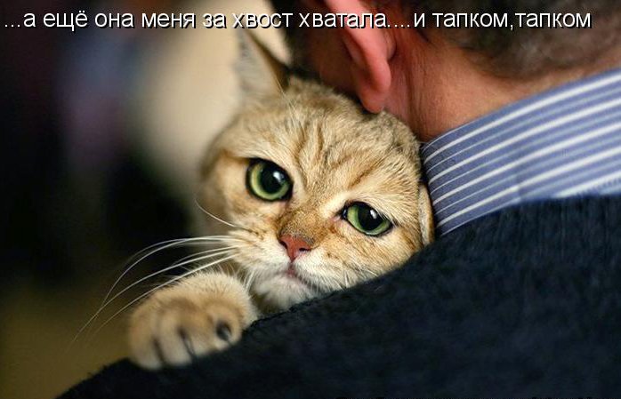 dlyakota_ru_fotoprikoly-s-kotami_kote-kak-est-kote_1.jpg