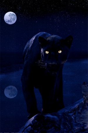 black-panther.jpg