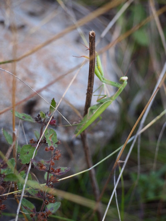 P9263067.JPG (254.7 КБ) Просмотров: 3100 P9263067.JPG