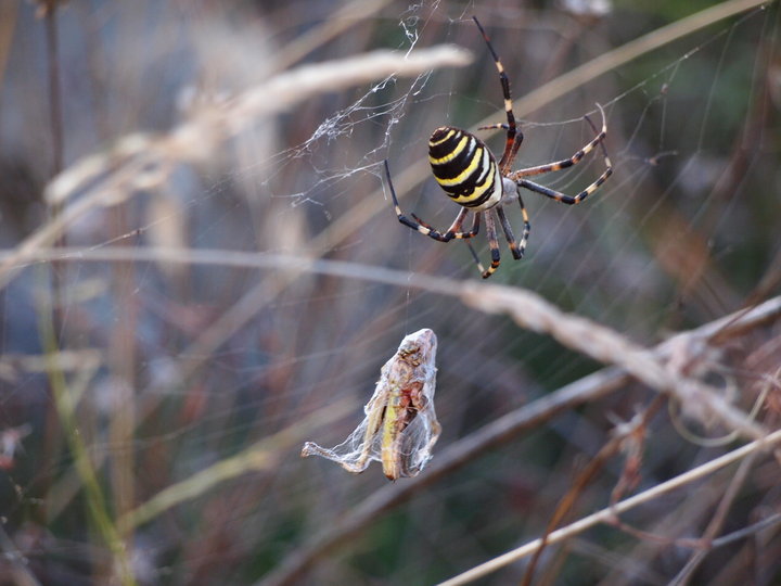 P9263065.JPG (266.36 КБ) Просмотров: 3339 P9263065.JPG