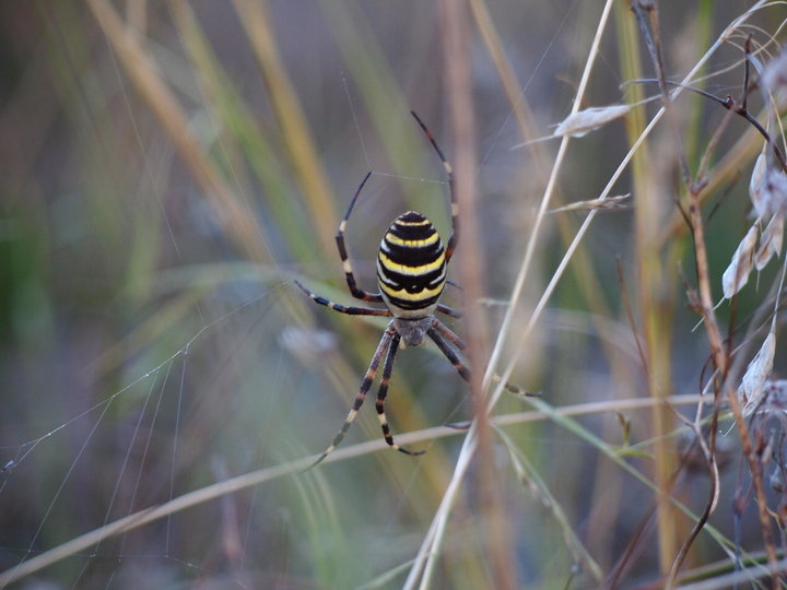 P9263051.JPG (262.38 КБ) Просмотров: 3339 P9263051.JPG