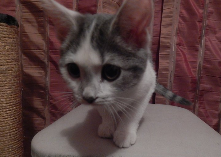 кошка 021.jpg (329.52 КБ) Просмотров: 1485 кошка 021.jpg