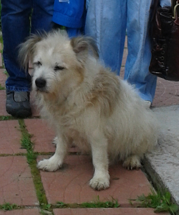 Потерялась собака! / kuzya.jpg kuzya.jpg