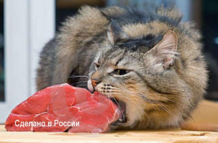 gato-que-come-el-pedazo-de-carne-22470648_1600x1048.jpg